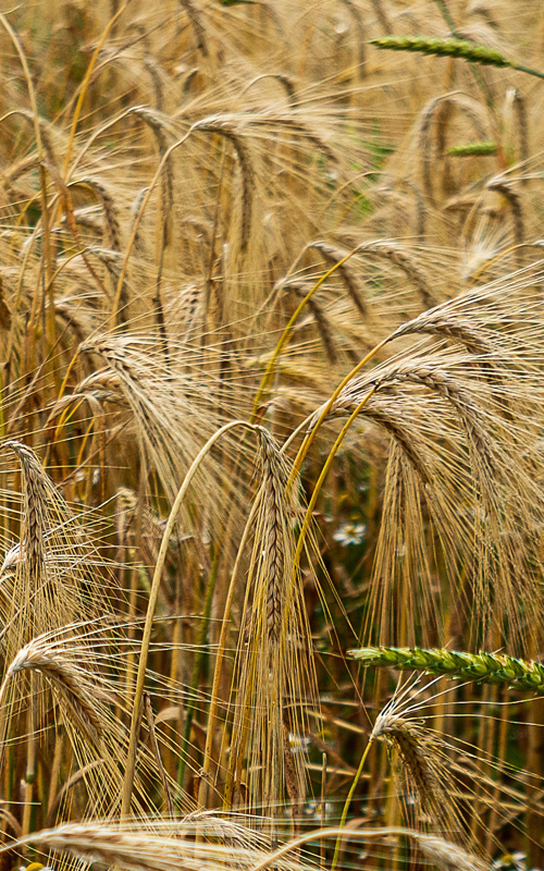 Allgäuer Landsorten - Feld mit Getreide