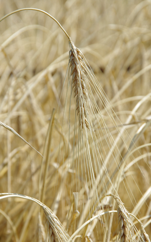 Allgäuer Landsorten - Kaufbeurener Vierzeilige Nahaufnahme